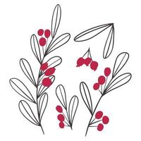 éléments floraux d'hiver vectoriels dessinés à la main. branches et feuilles d'hiver. éléments floraux dessinés à la main. couleur magenta vecteur