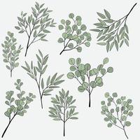 dessin à main levée de la collection de branches d'eucalyptus. vecteur