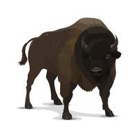 gros bison de dessin animé animal sauvage vecteur