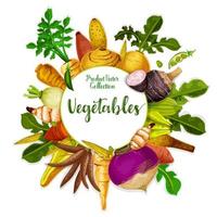 légumes et racines de tubercules de légumes, récolte vecteur