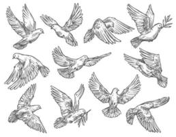 pigeon volant avec branche d'olivier, croquis vectoriel