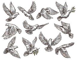 colombe blanche avec branche d'olivier, pigeons volants vecteur