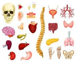vecteur d'organes, d'articulations et d'os humains