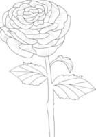 illustration d'une fleur de rununculus, dessin vectoriel au crayon, page de coloriage floral bouquet et livre isolé sur fond blanc clipart.