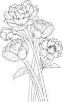 art de croquis de fleur de pivoine. le dessin au contour noir est parfait pour colorier des pages ou des livres pour enfants ou adultes, simplicité, embellissement, bouquets de flore. vecteur