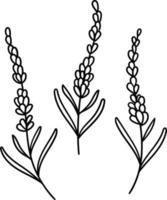 vecteur de lavande, illustration botanique dessinée à la main, dessin de fleurs