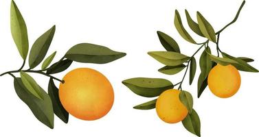 branches d'oranger aquarelle dessinées à la main et orange, illustration isolée sur fond blanc vecteur