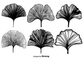 Vector Ensemble de feuilles de Gingko