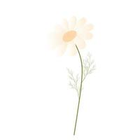 camomille. illustration de stock de vecteur de marguerite. marguerites. modèle de printemps pour une carte d'invitation. isolé sur fond blanc. fleur blanche