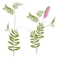 pois souris. fleur sauvage. illustration vectorielle rétro. une plante sauvage. pâturin. isolé sur fond blanc. vecteur