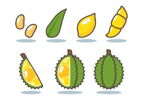 vecteur durian