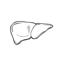 esquisser le foie humain à l'encre, dessiné à la main, style doodle, illustration anatomique gravée vecteur