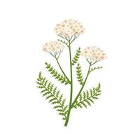 illustration vectorielle de millefeuille fleur, nom scientifique achillea millefolium, isolé sur fond blanc. vecteur