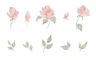 aquarelle rose pâle roses et feuilles ensemble d'éléments vectoriels peints à la main floral romantique. vecteur