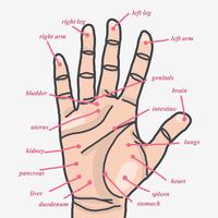 Zones d'acupuncture des mains vecteur