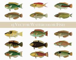 15 poissons aquarelle vecteur