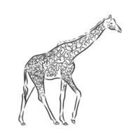 croquis de vecteur de girafe