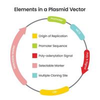 éléments dans un diagramme infographique d'illustration scientifique de vecteur plasmidique