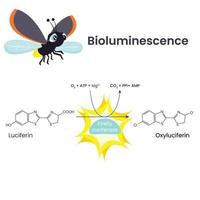 diagramme vectoriel d'illustration scientifique de réaction chimique de bioluminescence