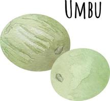 illustration aquarelle d'umbu vert. fruits crus frais. illustration d'amant d'umbu vecteur