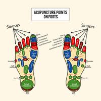 Points d'acupuncture Vector