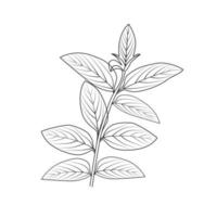 plantes dessinées à la main, plante dessin vigne art vectoriel isolé sur fond blanc