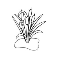 illustration de scirpe dans un style doodle. vecteur noir et blanc