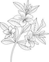 un livre de coloriage de fleurs dessinés à la main, illustration vectorielle artistique, plumeria de fleurs de fleurs isolées sur fond blanc, collection botanique de branche de feuille d'art de croquis pour adultes et enfants vecteur