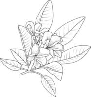 livre de coloriage de fleur de frangipanier dessiné à la main d'illustration vectorielle fleurs de fleur artistique plumeria isolé sur fond blanc, collection botanique de branche de feuille d'art de croquis pour adultes et enfants. vecteur