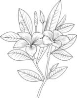 fleur de frangipanier, art vectoriel feuilles collection botanique fleur plumeria, isolé sur fond blanc, dessin d'art, illustration dessinée à la main, livres à colorier et page pour enfants ou adultes.
