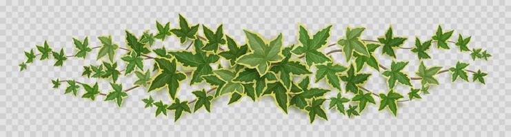 bordure de vignes de lierre, lianes aux feuilles vertes vecteur