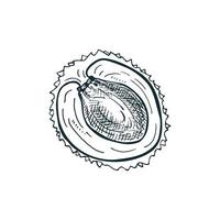 skech litchi coupé en deux, isolé sur fond blanc. illustration vectorielle dessinée à la main. vecteur