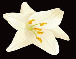 Une belle fleur blanche de jasmin tombant dans l'air isolé sur fond blanc vecteur