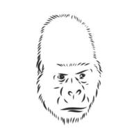 croquis de vecteur de singe