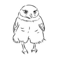 croquis de vecteur de hibou