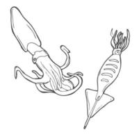 calmar de dessin au trait. conception de menus, création de logo. doodle animal sous-marin. nourriture exotique vecteur