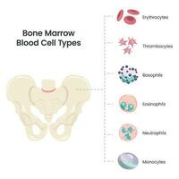 types de cellules sanguines de la moelle osseuse illustration vectorielle scientifique vecteur