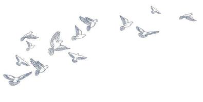 pigeons volants, dessinés à la main, dessin au trait. illustration vectorielle vecteur