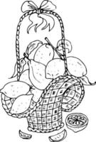 baies de fruits dans un panier. pommes, grenade, prune poire. illustration de doodle, livre de coloriage pour adultes et enfants. vecteur