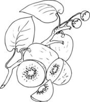 fruits tropicaux avec feuillage dans un style basket.doodle. icône du logo. figue, avocat orange, kiwi. vecteur