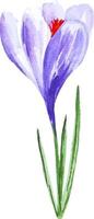 aquarelle dessinés à la main printemps fleur pourpre crocus clipart vecteur