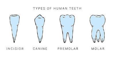 types de dents humaines. dessin de style croquis. infographie en dentisterie. illustration vectorielle vecteur