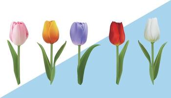 un groupe de tulipes de différentes couleurs et poses vecteur