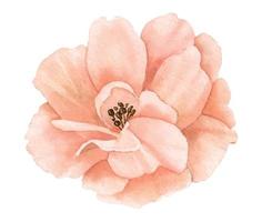 fleur rose aquarelle aux couleurs pastel rose et pêche. illustration florale dessinée à la main sur fond isolé pour cartes de voeux ou invitations de mariage. dessin botanique de style vintage vecteur