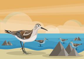 Snipe Bird sur la plage Vector Illustration