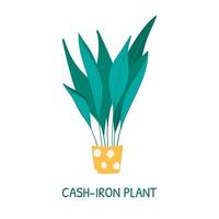 plante d'intérieur en pot aspidistra tall ou cash iron. vecteur