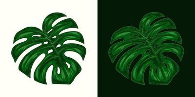 feuille de plante de monstera vert foncé. illustration détaillée dans un style vintage sur fond blanc et sombre. vecteur