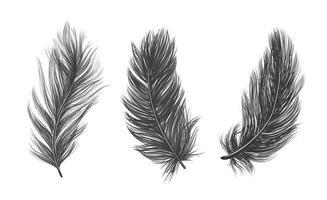 plumes isolées. plumes dessinées plumes sur fond blanc. vecteur