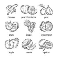 illustration vectorielle dessinés à la main d'un ensemble de fruits. vecteur