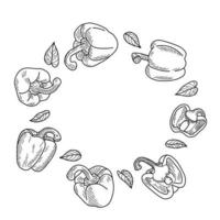 ensemble de poivrons ou de paprika. illustration vectorielle sous la forme d'un croquis. vecteur